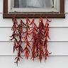 Drying Chili Peppers